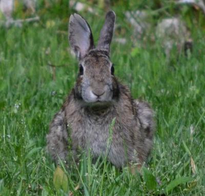 Good Hare Day